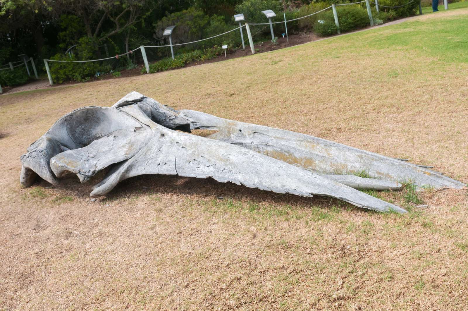Ein Walschädel liegt auf einer Rasenfläche in Mossel Bay