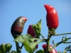 Chilischote im Garten