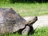Schildkröte im Museumskomplex 2